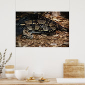 Poster Boa à queue rouge (Cuisine)