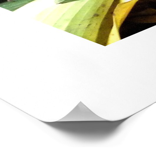 Poster Boa constrictor (Coin)