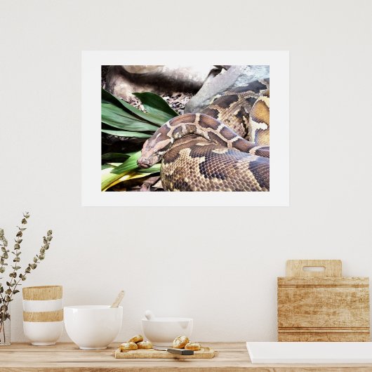 Poster Boa constrictor (Cuisine)