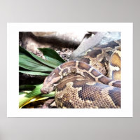 Boa constrictor