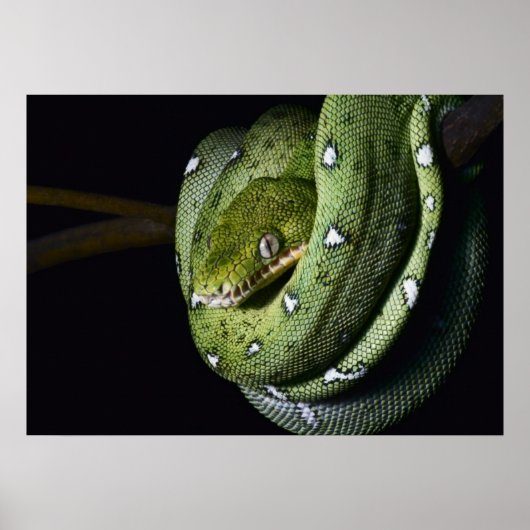 Poster Boa émeraude de serpent vert en Bolivie (Devant)