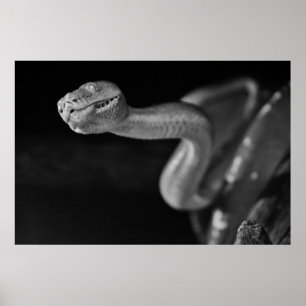 Poster Boa noir et blanc d'arbre