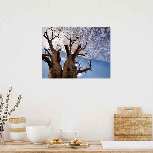 POSTER BOAB TREE (Cuisine)