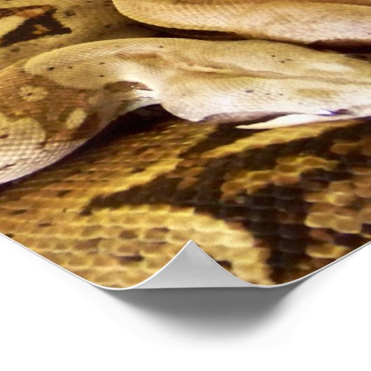 Poster Boas à queue rouge (Coin)