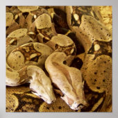 Poster Boas à queue rouge (Devant)