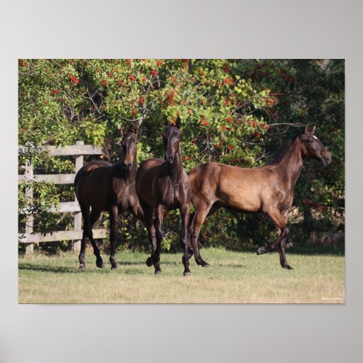 Poster Bob Langrish | 3 Jeunes andalous debout (Devant)