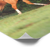 Poster Bob Langrish | Allemand Riding Pony Et Oldenburg (Coin)