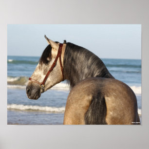 Poster Bob Langrish Andalucian Stallion Headshot Sea