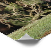 Poster Bob Langrish | Appaloosa debout (Coin)