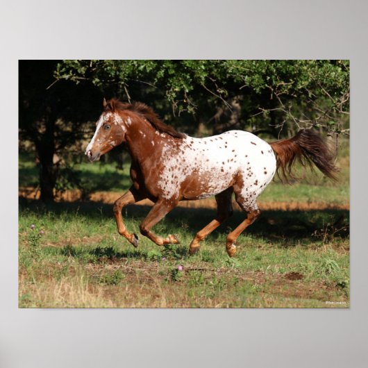 Poster Bob Langrish | Appaloosa Horse Running (Devant)