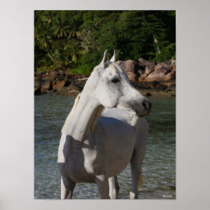 Poster Bob Langrish Arab Mare Debout Dans Un Casque D'Eau