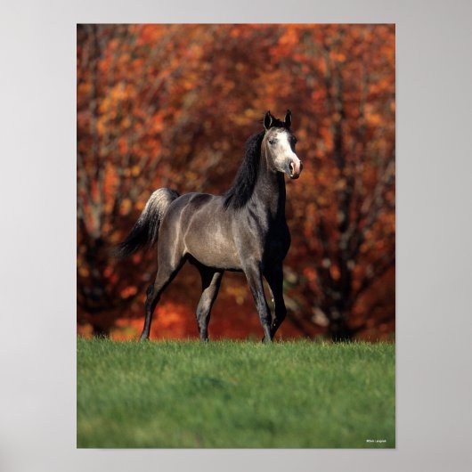 Poster Bob Langrish | Arabe Arrière - plan d'automne (Devant)