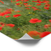 Poster Bob Langrish | Arabe gris debout En Fleurs Rouges (Coin)