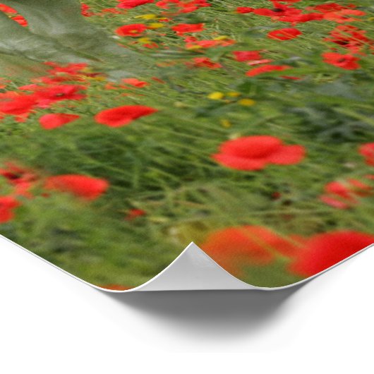 Poster Bob Langrish | Arabe gris debout En Fleurs Rouges (Coin)