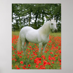 Poster Bob Langrish Arabe gris debout En Fleurs Rouges