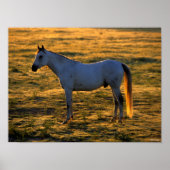 Poster Bob Langrish | Arrière-lit debout (Devant)