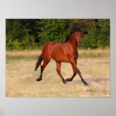 Poster Bob Langrish | Baie Colt andalou En Champ (Devant)