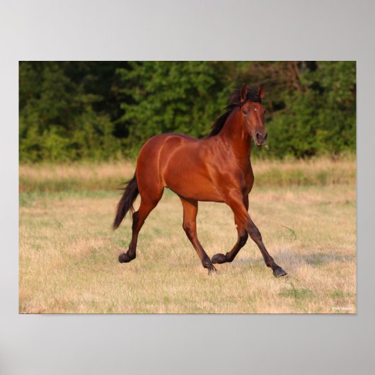 Poster Bob Langrish | Baie Colt andalou En Champ (Devant)