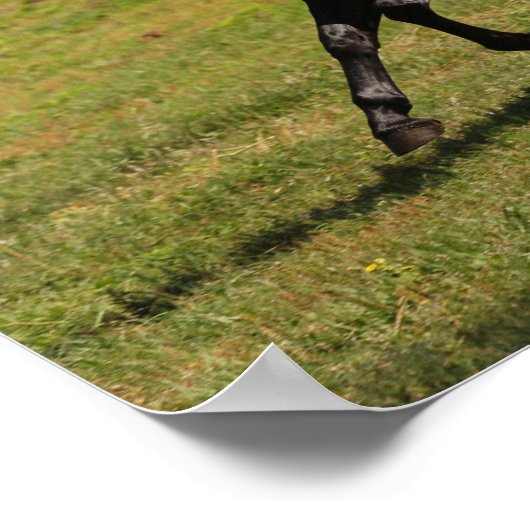 Poster Bob Langrish | Baie Lusitano Mare Courir Près Du L (Coin)