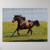 Poster Bob Langrish | Baie Lusitano Mare Courir Près Du L (Devant)