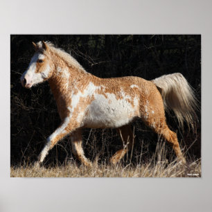 Poster Bob Langrish Bashkir Curly Horse Stallion Marcher