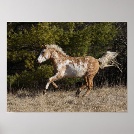 Poster Bob Langrish | Bashkir Curly Stallion Courant (Devant)