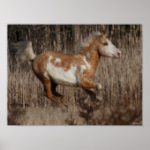 Poster Bob Langrish | Bashkir Curly Stallion Courant (Devant)