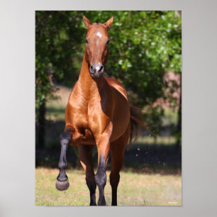 Poster Bob Langrish Bay Akhal Teke Standing