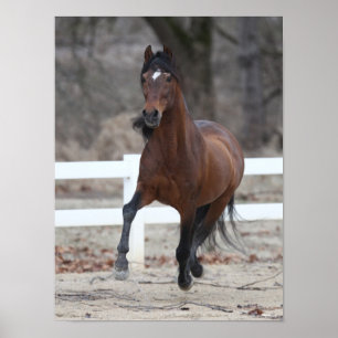 Poster Bob Langrish   Bay Andalucian Stallion Running