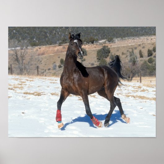 Poster Bob Langrish | Bay Arab Horse Running In Snow (Devant)