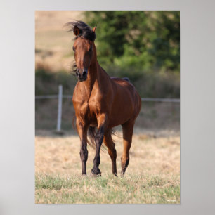 Poster Bob Langrish Bay Arab Standing Mane Blowing