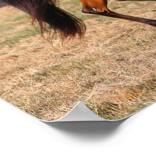 Poster Bob Langrish | Bay Arab Walking (Coin)