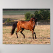 Poster Bob Langrish | Bay Arab Walking (Devant)