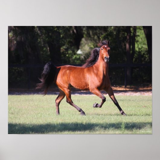 Poster Bob Langrish | Bay Tennessee Walker Running (Devant)