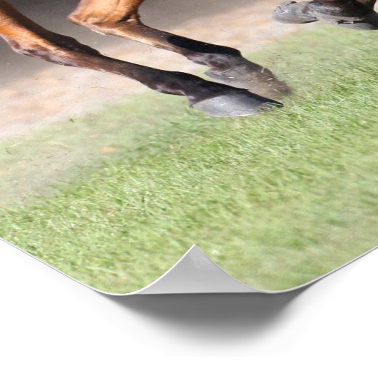 Poster Bob Langrish | Bay Tennessee Walker Running (Coin)