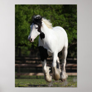 Poster Bob Langrish Black and White Gypsy Vanner Running