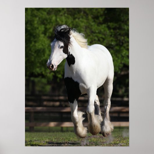 Poster Bob Langrish Black and White Gypsy Vanner Running (Devant)