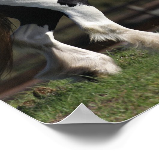 Poster Bob Langrish Black and White Gypsy Vanner Walking (Coin)