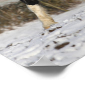 Poster Bob Langrish Black and White Welsh Cob in the Snow (Coin)
