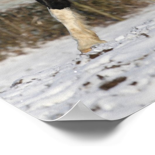Poster Bob Langrish Black and White Welsh Cob in the Snow (Coin)