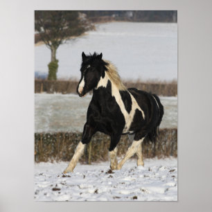 Poster Bob Langrish Black and White Welsh Cob in the Snow