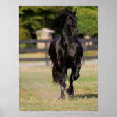 Poster Bob Langrish | Black Friesian Mare Running (Devant)