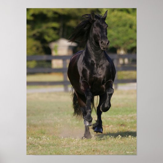 Poster Bob Langrish | Black Friesian Mare Running (Devant)