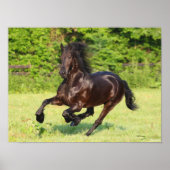 Poster Bob Langrish | Black Friesian Running (Devant)
