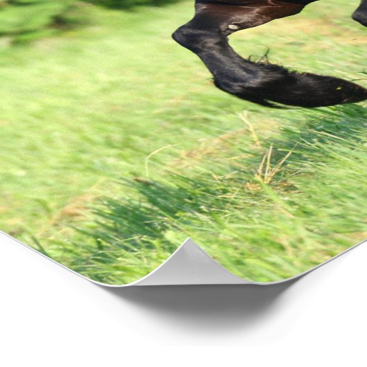 Poster Bob Langrish | Black Friesian Running (Coin)