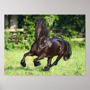 Poster Bob Langrish Black Friesian Running