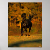 Poster Bob Langrish | Black Friesian Running En Automne (Devant)