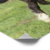 Poster Bob Langrish | Black Gypsy Vanner Foal Running (Coin)