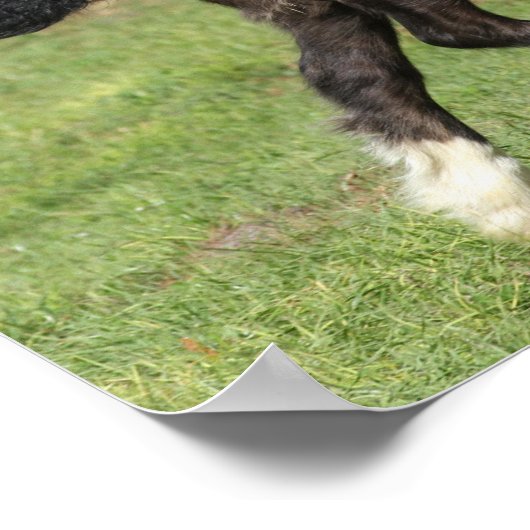 Poster Bob Langrish | Black Gypsy Vanner Foal Running (Coin)