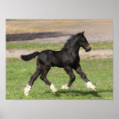 Poster Bob Langrish | Black Gypsy Vanner Foal Running (Devant)